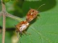 Elasmucha ferrugata